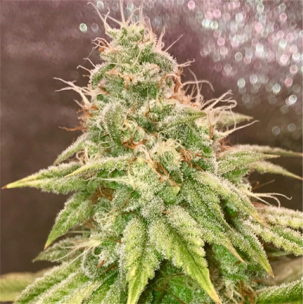 Super Lemon OG aka Super Lemon OG Kush Weed Strain Information Leafly