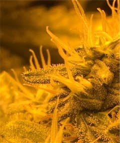 User uploaded image of Super Silver Haze