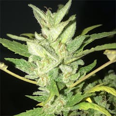 User uploaded image of Super Silver Haze