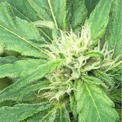 User uploaded image of Super Skunk