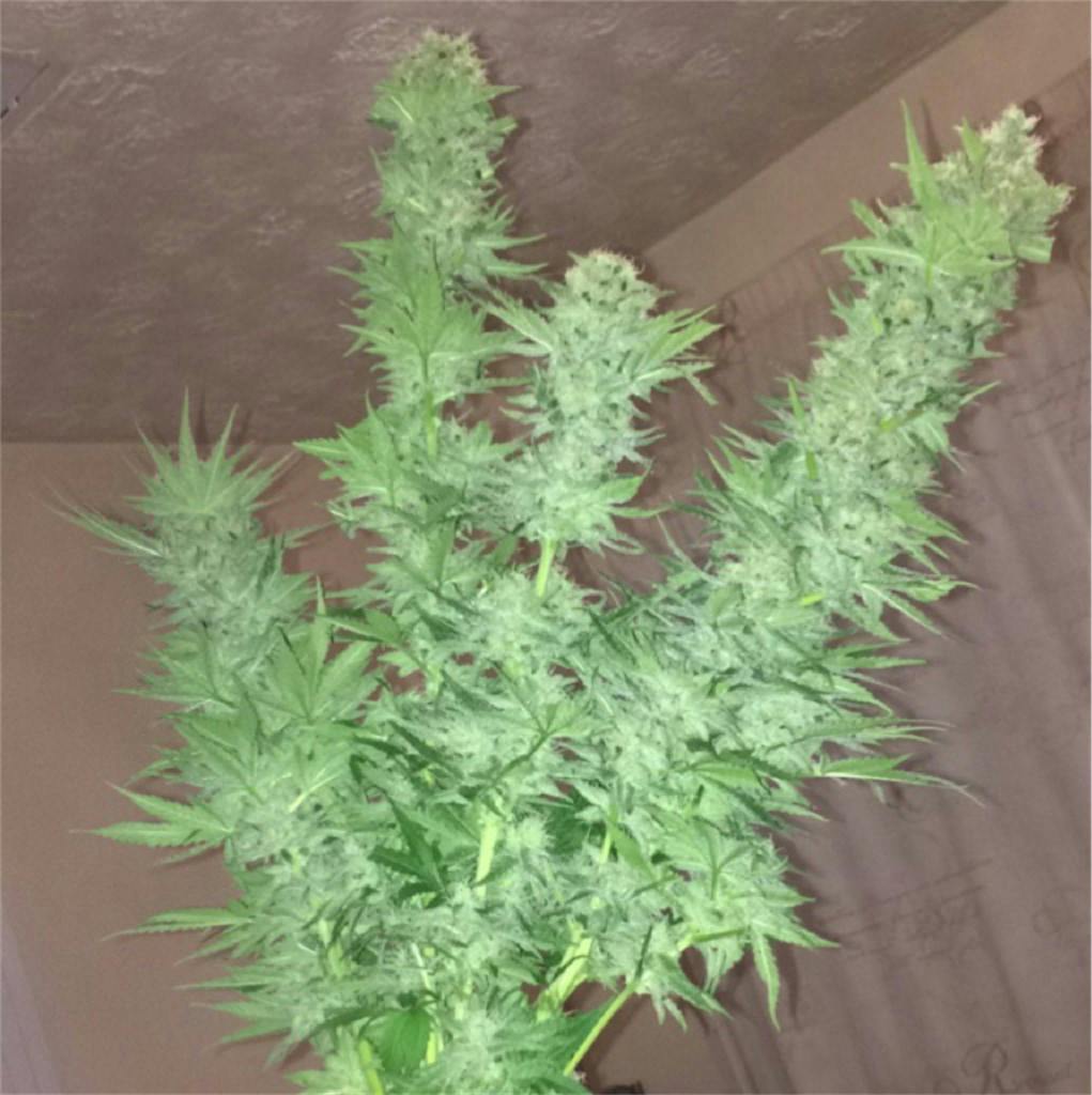 Photos of Super Skunk Weed Strain Buds | Leafly