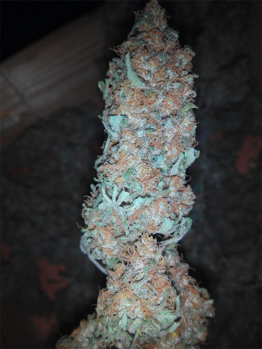 Photos of Super Skunk Weed Strain Buds | Leafly