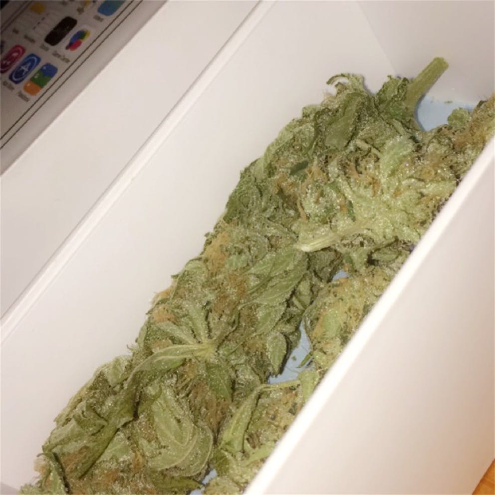 Photos of Super Skunk Weed Strain Buds | Leafly