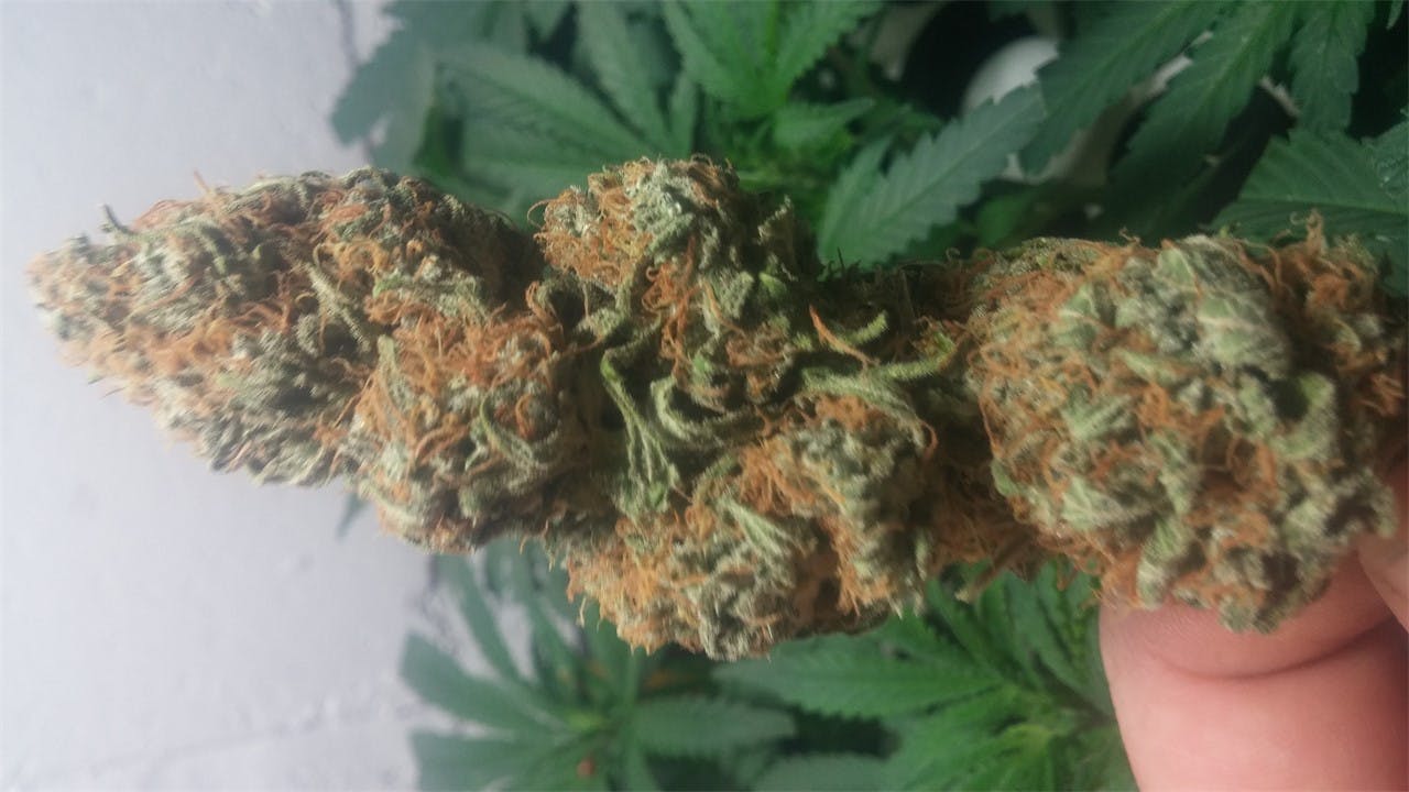 Photos of Super Skunk Weed Strain Buds | Leafly