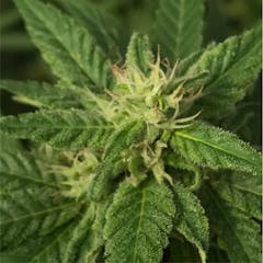 User uploaded image of Super Skunk