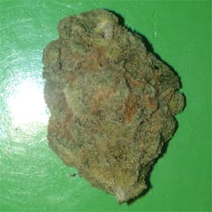 User uploaded image of Snow Dog