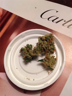 User uploaded image of Snow Dog