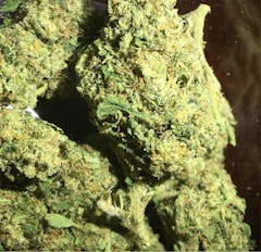 User uploaded image of Snow Dog