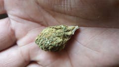 User uploaded image of Snow Dog