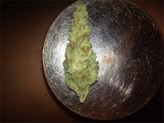 User uploaded image of Snow Dog