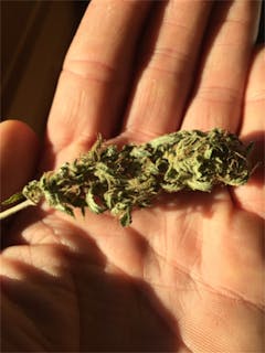 User uploaded image of Snow Dog