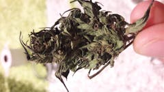 User uploaded image of Super Sour Skunk