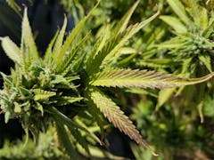 User uploaded image of Superglue