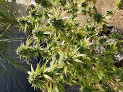 User uploaded image of Superglue