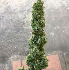 User uploaded image of Supernova