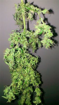 User uploaded image of Supernova