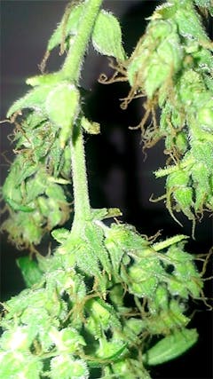 User uploaded image of Supernova