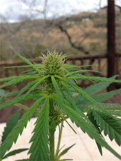 User uploaded image of Swazi Gold