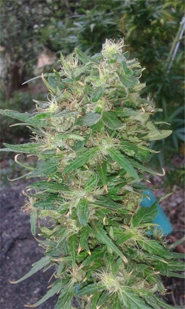 User uploaded image of Swazi Gold