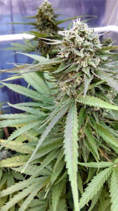 User uploaded image of Sweet and Sour Widow