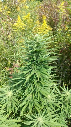 User uploaded image of Sweet and Sour Widow