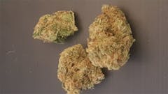 User uploaded image of Sweet Baby Jane