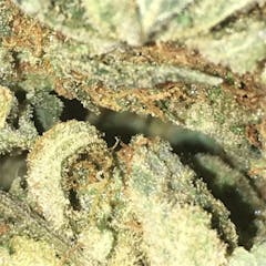 User uploaded image of Sweet Baby Jane