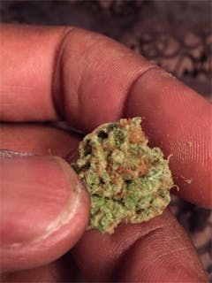 User uploaded image of Sweet Black Angel