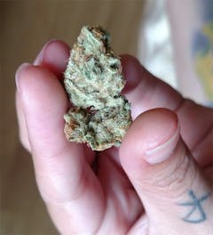 User uploaded image of Sweet Black Angel