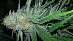 User uploaded image of Sweet Black Angel