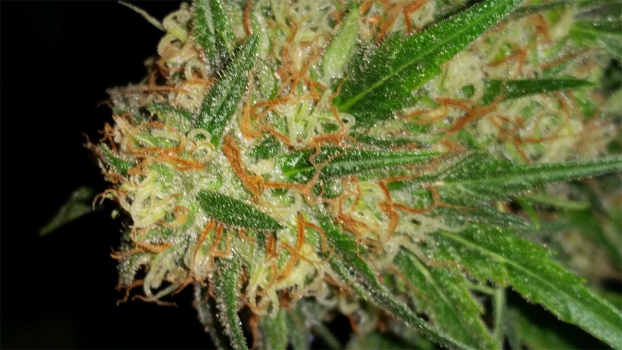 Sweet Deep Grapefruit Weed Strain Information Leafly