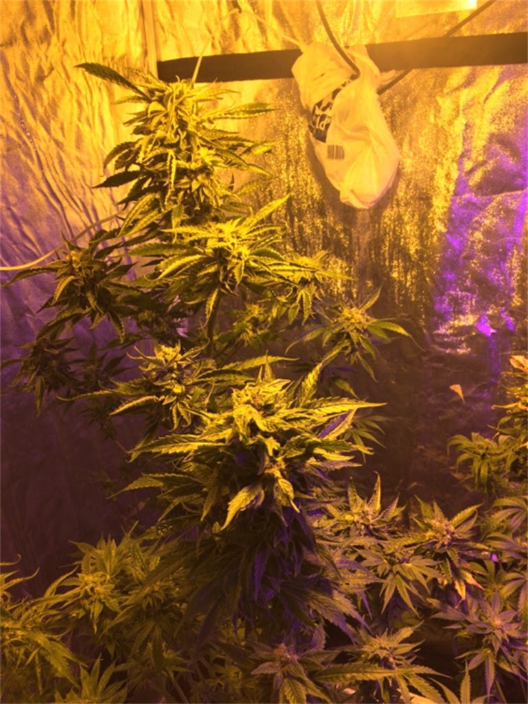 Sweet Deep Grapefruit Weed Strain Information Leafly