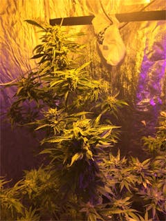 User uploaded image of Sweet Deep Grapefruit