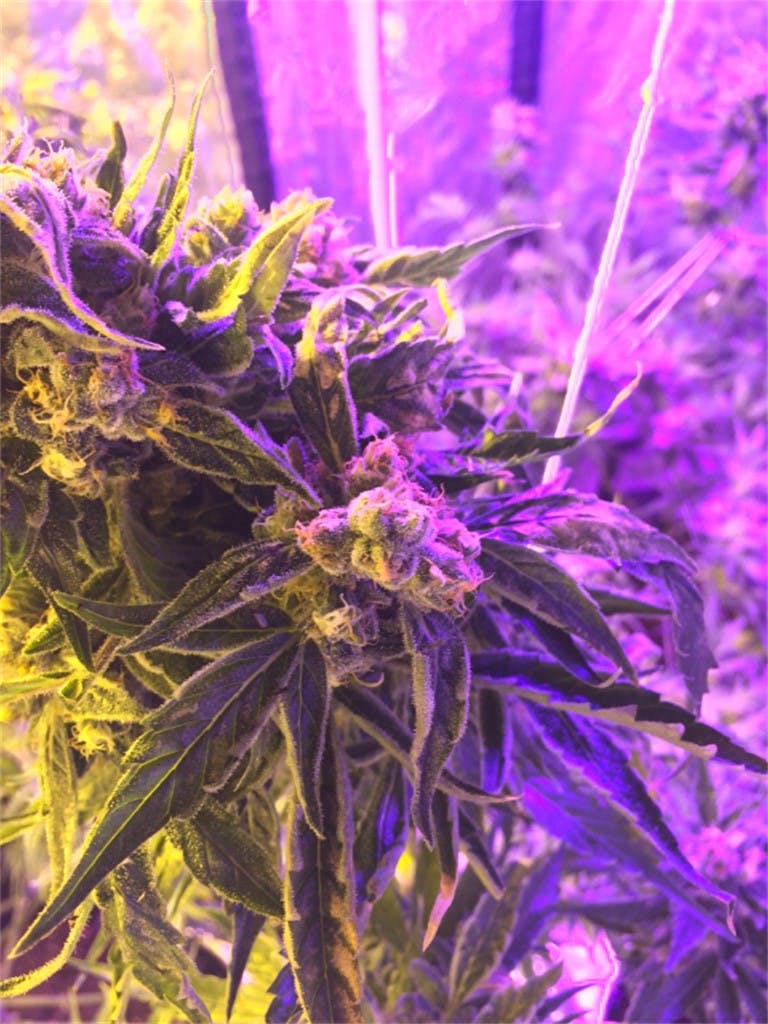 Sweet Deep Grapefruit Marijuana Strain Information Leafly