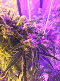 User uploaded image of Sweet Deep Grapefruit