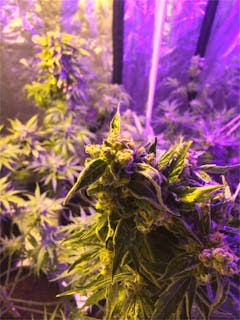 User uploaded image of Sweet Deep Grapefruit