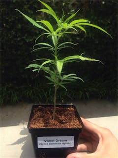 User uploaded image of Sweet Dreams