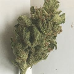 User uploaded image of Sweet Nina