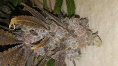 User uploaded image of Sweet Tooth