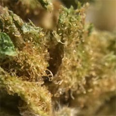 User uploaded image of Swiss Tsunami