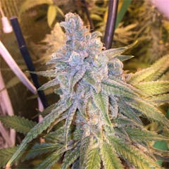 User uploaded image of Tahoe OG