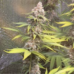 User uploaded image of Tahoe OG