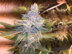 User uploaded image of Tahoe OG