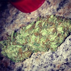 User uploaded image of Taliban Poison