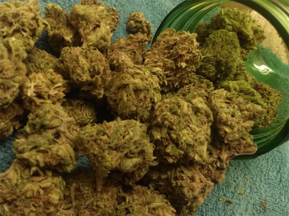 Photos of Tangelo Kush Weed Strain Buds Leafly