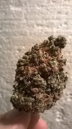 User uploaded image of Tangelo Kush
