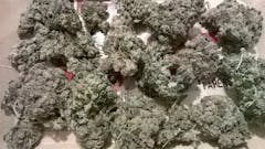 User uploaded image of Tangelo Kush