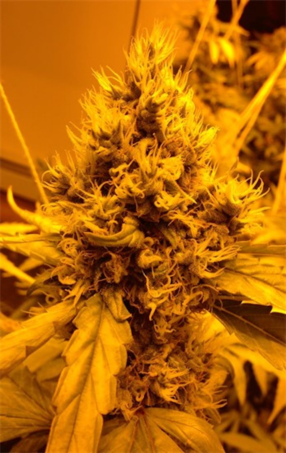 Photos of Tangerine Dream Weed Strain Buds Leafly