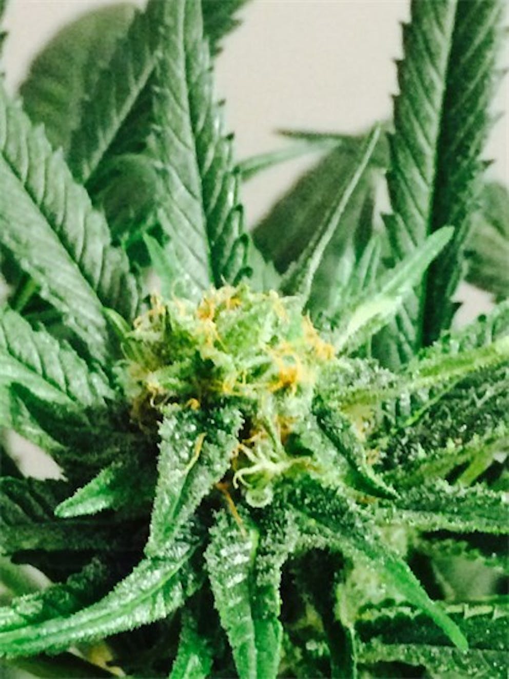 Photos of Tangerine Dream Weed Strain Buds Leafly