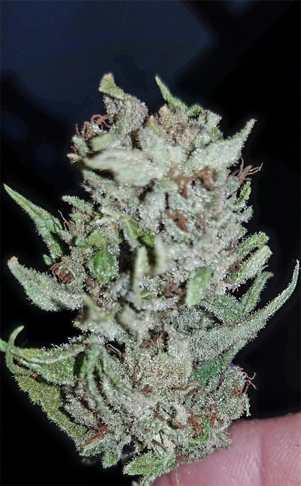 Photos of Tangerine Dream Weed Strain Buds Leafly